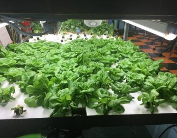 These greens are among the hydroponic crops grown by students at Brownsville Collaborative Middle School, in Brooklyn, N.Y. In June, the students started to sell discounted boxes of the fresh produce to community members. (Robin Lloyd for NPR)