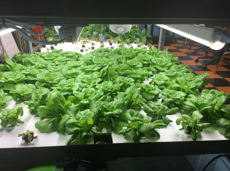 These greens are among the hydroponic crops grown by students at Brownsville Collaborative Middle School, in Brooklyn, N.Y. In June, the students started to sell discounted boxes of the fresh produce to community members. (Robin Lloyd for NPR)