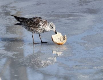 Ocean City N.J. uses hawks, birds of prey to fend off seagulls - CBS  Philadelphia