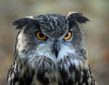 An Eurasian eagle-owl is one of the raptors working in Ocean City to keep seagulls away. (Image: http://carolinabirds.org/) - Own work, CC BY-SA 3.0, https://commons.wikimedia.org/w/index.php?curid=17039928)