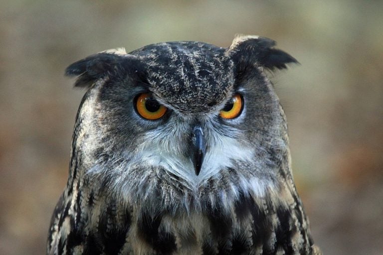 An Eurasian eagle-owl is one of the raptors working in Ocean City to keep seagulls away. (Image: http://carolinabirds.org/) - Own work, CC BY-SA 3.0, https://commons.wikimedia.org/w/index.php?curid=17039928)