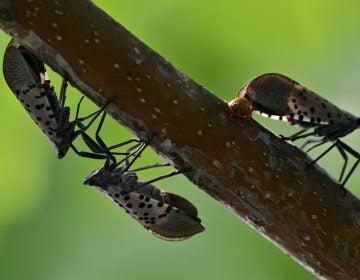 Spotted lanternflies colonize trees along a pathway on the banks of the Green Lane Reservoir in Berks County, Pa., on September 16, 2018. (Bastiaan Slabbers for WHYY)