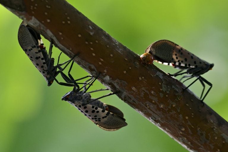 Spotted lanternflies colonize trees along a pathway on the banks of the Green Lane Reservoir in Berks County, Pa., on September 16, 2018. (Bastiaan Slabbers for WHYY)