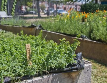 Oregano grows at the Ruth Bennett Community Farm in Chester, Pa. (Kimberly Paynter/WHYY)