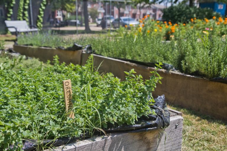 Oregano grows at the Ruth Bennett Community Farm in Chester, Pa. (Kimberly Paynter/WHYY)