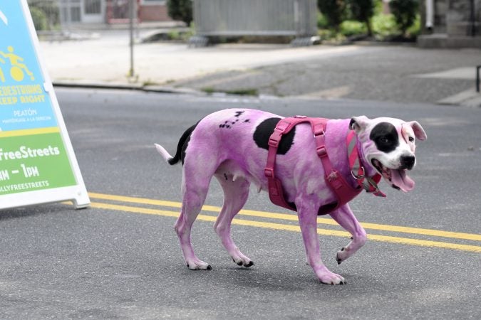 A pink dog walks not far behind its owner during the Philly Free Streets on North Broad Street on Saturday. (Bastiaan Slabbers for WHYY)