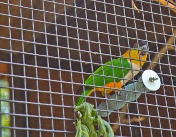 Mo, a black-headed caique, peers out of his cage at the Bradywine Zoo. (Kimberly Paynter/WHYY)