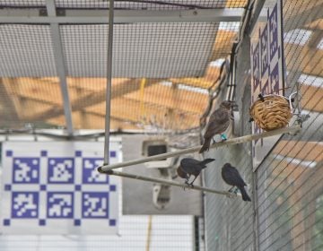 Female cowbirds are gray in color, while males are darker-bodied with brown heads. (Kimberly Paynter/WHYY)
