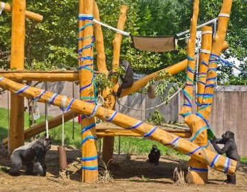A troop of gorillas play on their treehouse at the Philadelphia Zoo. (Kimberly Paynter/WHYY)
