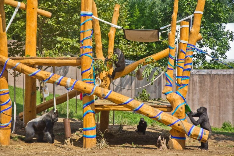 A troop of gorillas play on their treehouse at the Philadelphia Zoo. (Kimberly Paynter/WHYY)