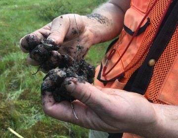 Ephraim Zimmerman pulls apart a peat sample. (Kara Holsopple/The Allegheny Front)