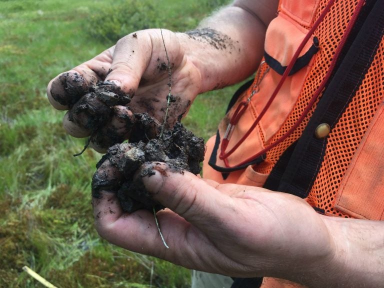 Ephraim Zimmerman pulls apart a peat sample. (Kara Holsopple/The Allegheny Front)