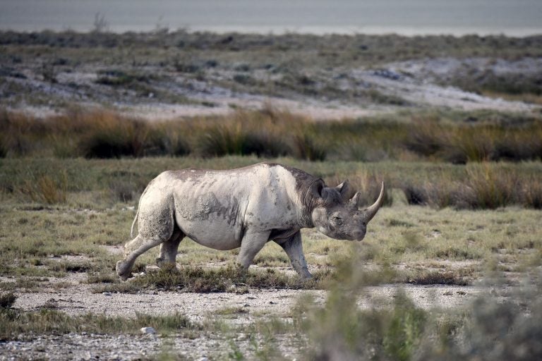 Picture taken on March 5, 2019 shows a black rhinoceros in the savannah landscape of the Etosha National Park. (Matthias Toedt/AP via AP)