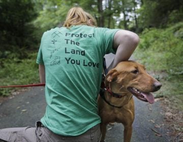 Arden Blumenthal, a NY/NJ Trails conference intern, puts a GPS in Dia's dog pack in Harriman State Park in Tuxedo, N.Y., Tuesday, Aug. 6, 2019.  The nonprofit New York-New Jersey Trail Conference has trained Dia to find Scotch broom plants in two state parks 50 miles (80 kilometers) north of New York City. The invasive shrub is widespread in the Pacific Northwest but new to New York, and land managers hope to eradicate it before it gets established.  (Seth Wenig/AP Photo)