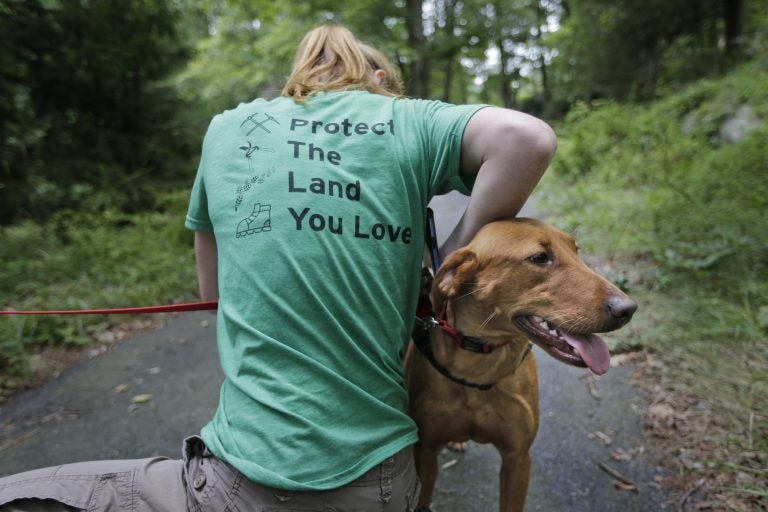 Arden Blumenthal, a NY/NJ Trails conference intern, puts a GPS in Dia's dog pack in Harriman State Park in Tuxedo, N.Y., Tuesday, Aug. 6, 2019.  The nonprofit New York-New Jersey Trail Conference has trained Dia to find Scotch broom plants in two state parks 50 miles (80 kilometers) north of New York City. The invasive shrub is widespread in the Pacific Northwest but new to New York, and land managers hope to eradicate it before it gets established.  (Seth Wenig/AP Photo)