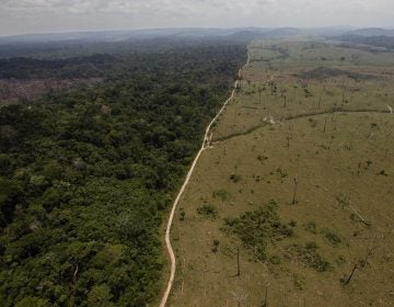 Large swaths of forest have been cut down in Brazil in recent decades to make room for farming. Deforestation contributes to global warming, and reversing it will be necessary to avoid catastrophic climate change (Andre Penner/AP Photo)