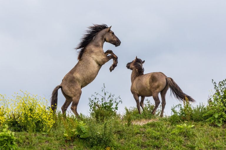 Konik horses fighting in the Oostvaardersplassen reserve in the Netherlands. (Image courtesy of Andrew Balcombe)