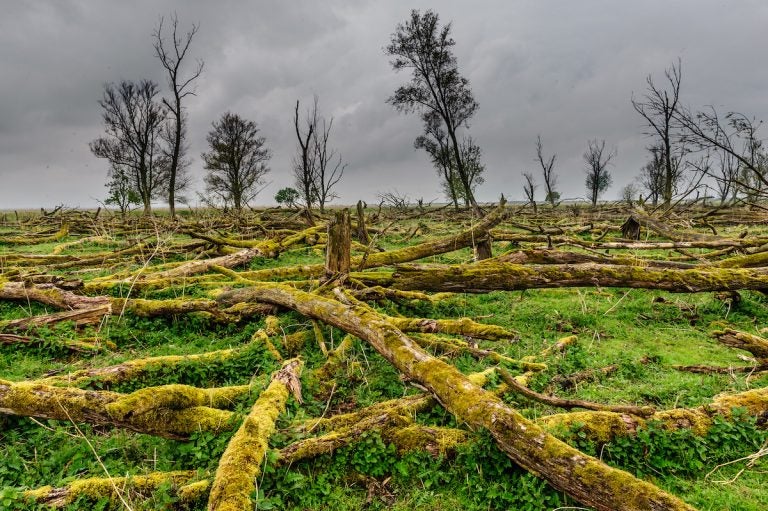 The Dutch Nature reserve Oostvaardersplassen. (Bigstock/durktalsma)