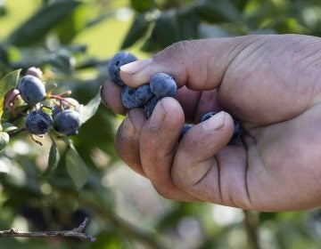 A worker picks blueberries at a farm in 