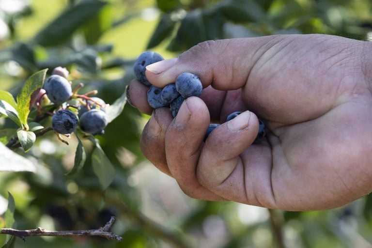 A worker picks blueberries at a farm in 