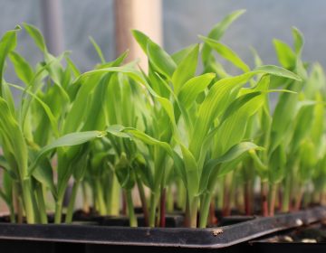 Seedlings growing in a planter.