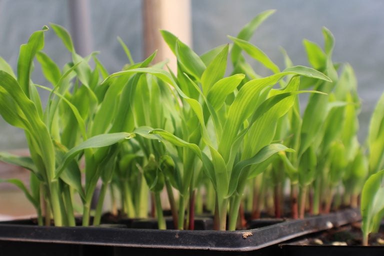 Seedlings growing in a planter.