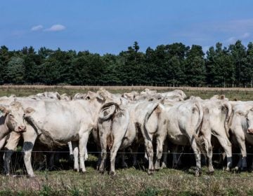 A herd of cows grazes on a grass field at a farm in Schaghticoke, N.Y. The grass-fed movement is based on the idea of regenerative agriculture. (John Greim/LightRocket via Getty Images)