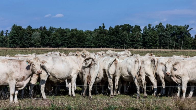 A herd of cows grazes on a grass field at a farm in Schaghticoke, N.Y. The grass-fed movement is based on the idea of regenerative agriculture. (John Greim/LightRocket via Getty Images)