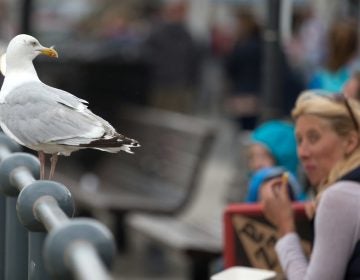 A seagull watches as people eat at a seafront in England. (Matt Cardy/Getty Images)