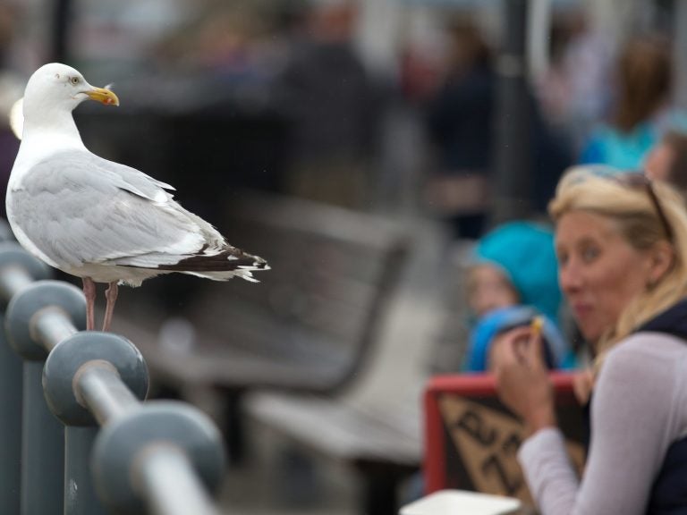 A seagull watches as people eat at a seafront in England. (Matt Cardy/Getty Images)