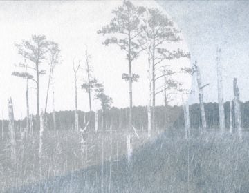 A stand of trees — some dead, some still clinging to their leaves — in Blackwater Wildlife Refuge on the Chesapeake Bay in Maryland. (Claire Harbage/NPR)