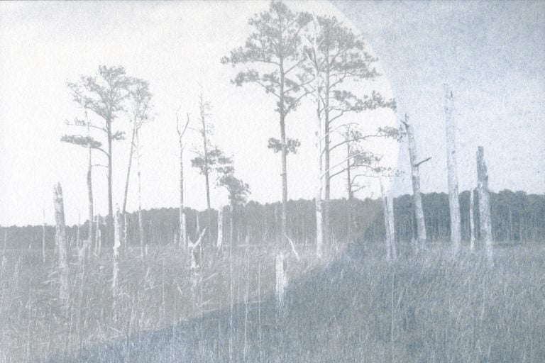 A stand of trees — some dead, some still clinging to their leaves — in Blackwater Wildlife Refuge on the Chesapeake Bay in Maryland. (Claire Harbage/NPR)