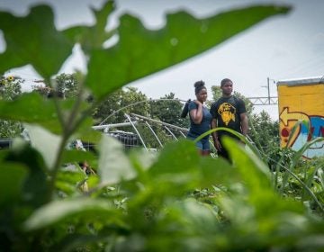 The Life Do Grow farm in North Philly EMMA LEE / WHYY
