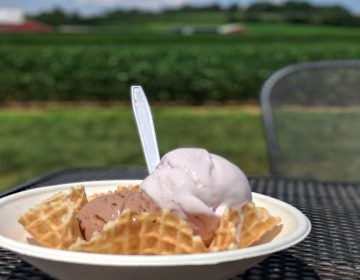 Wilbur chocolate and honeyed lavender ice cream at Fox Meadows Creamery in Ephrata, Pa. SARAH ANNE HUGHES / BILLY PENN