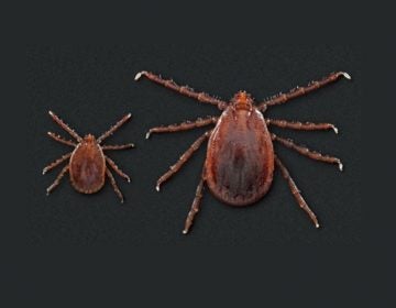 The Asian longhorned tick was discovered in Delaware for the first time. (Courtesy of DNREC)