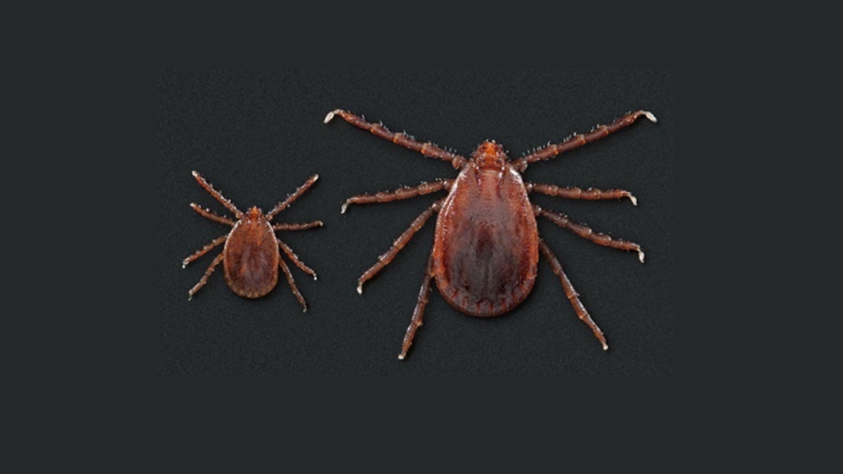 Asian longhorned tick arrives in Delaware - WHYY