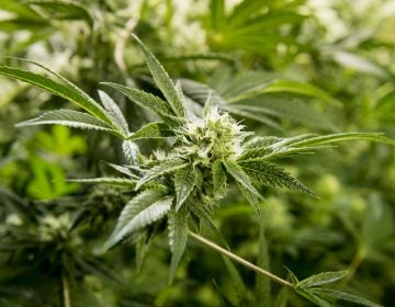 A Colorado Harvest Company cannabis plant of the strain Gorilla Glue is pictured inside one of the company's flowering rooms in its 10,000-square-foot south Denver facility on Sept. 16, 2016. (Andy Colwell for Billy Penn)