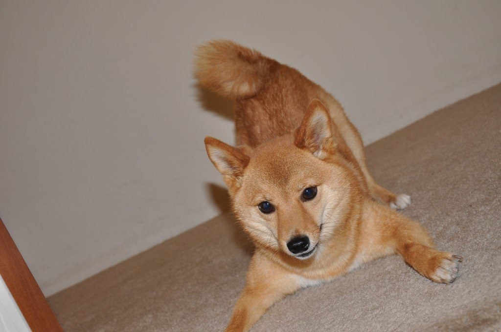 A shiba inu doing a "play bow" to show it wants to play. 