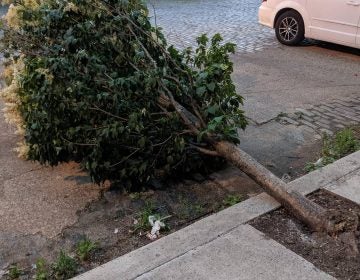 A tree down in East Kensington. (Courtesy of Philly Tree People) 