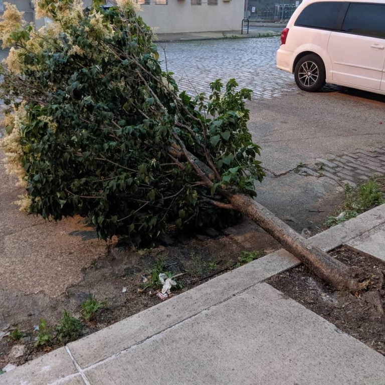 A tree down in East Kensington. (Courtesy of Philly Tree People) 