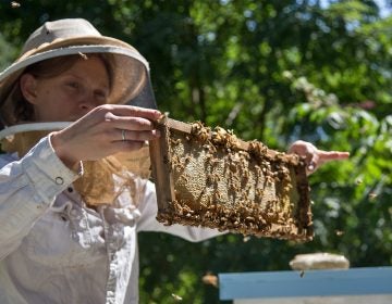 Sarah Plonski, president of the Philadelphia Beekeepers Guild, checks on one of the hives in the guild's apiary in the Awbury Agricultural Village in the Awbury Arboretum in Germantown.  (Emily Cohen for WHYY)