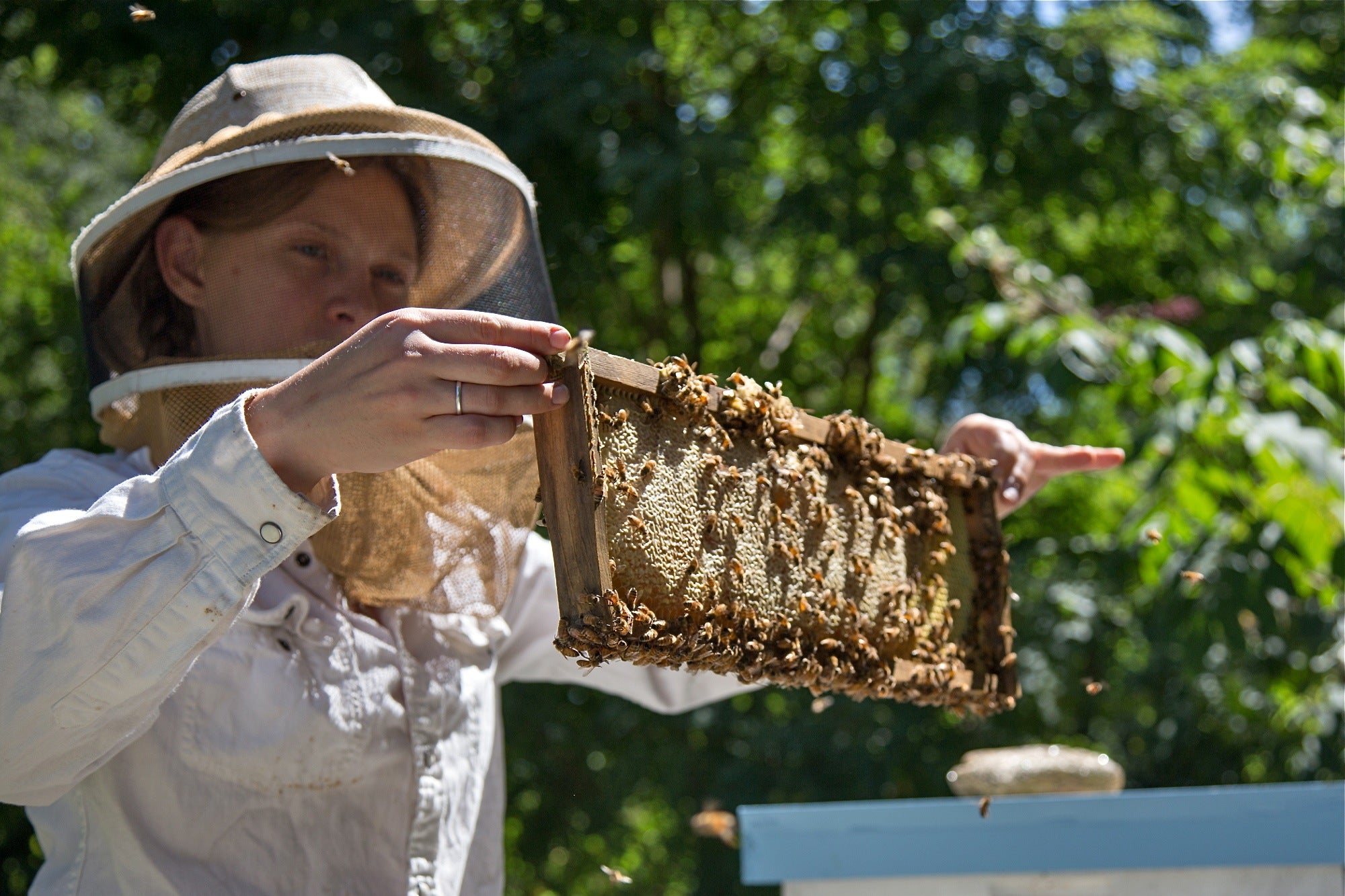 City Beekeeping ~ Honey for Health