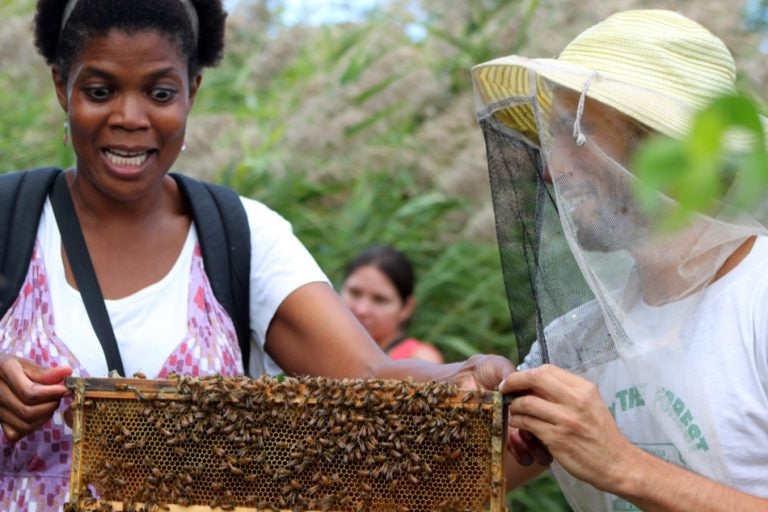 (Honey Festival/Sara Plonksi)