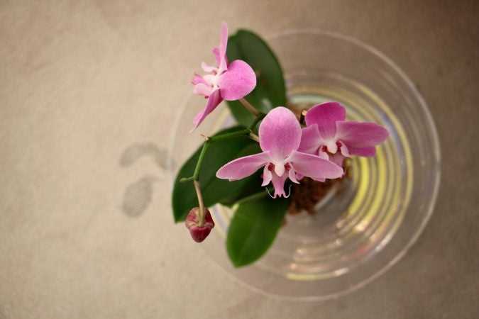 Orchids in the temple are placed under persistent leaks in the towering translucent roof, designed by Frank Lloyd Wright. (Emma Lee/WHYY)