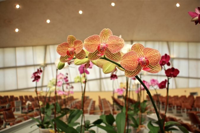 Orchids in the temple are placed under persistent leaks in the towering translucent roof, designed by Frank Lloyd Wright. (Emma Lee/WHYY)