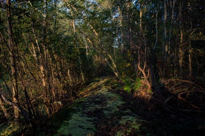 One of the many walking trails at the historic Whitesbog Village. (Becca Haydu for WHYY)