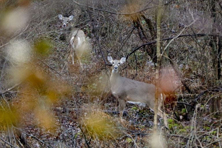 A pair of deer peer through the woods from near a tree on the first day of regular firearms deer hunting season in most of Pennsylvania, Monday, Nov. 26, 2018, in Fombell, Pa. The Pennsylvania firearms deer hunting season runs through Dec. 8 in most of the state. (Keith Srakocic/AP Photo) 