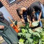 Gardeners work at Glover Gardens. (Courtesy of Hajjah Glover)