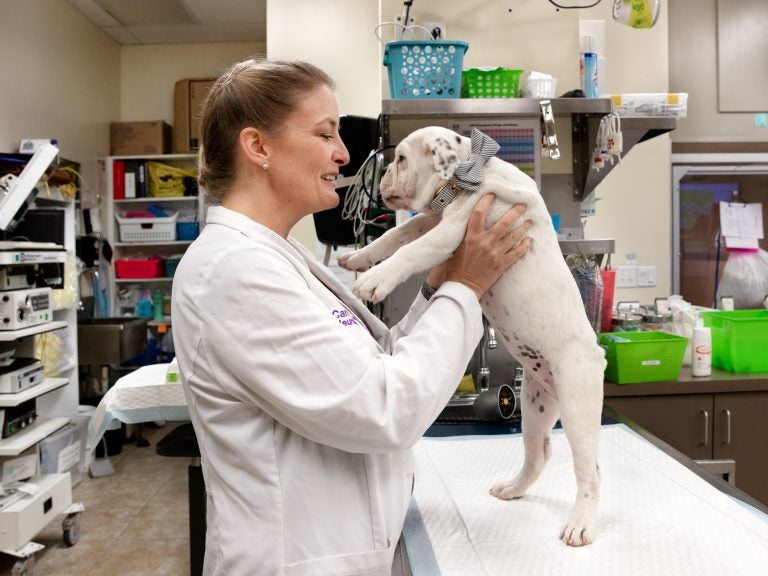 Seeing dogs all day has its perks, veterinary neurologist Carrie Jurney says. But it also has downsides, including stress, debt, long hours and facing online harassment. (Janet Delaney for NPR)
