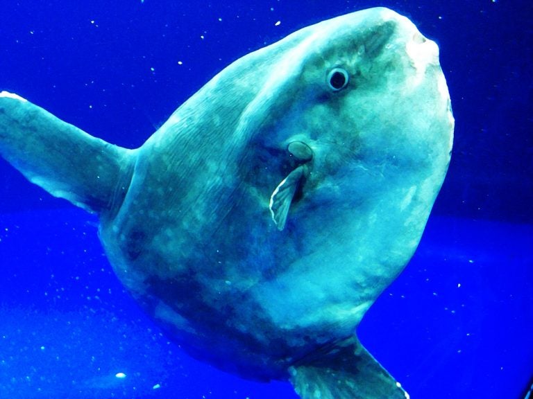 Real Monstrosities: Ocean Sunfish